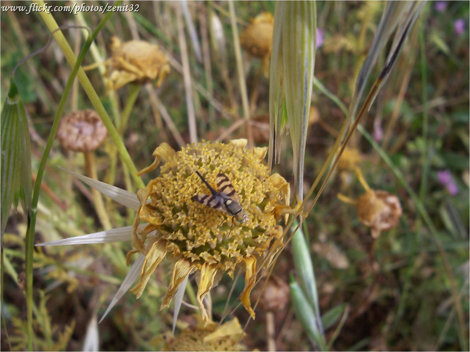 Tephritidae: Urophora sp.